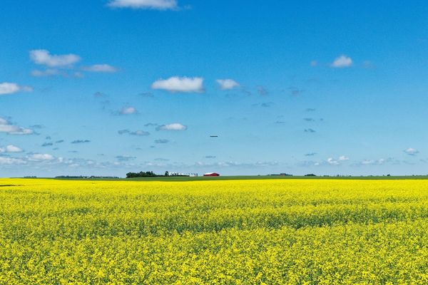 Balıkesir’de Kanola ve Ayçiçeği Üretiminde Yağlı Tohum Stok Yönetimi: Verim ve Kalite Koruma